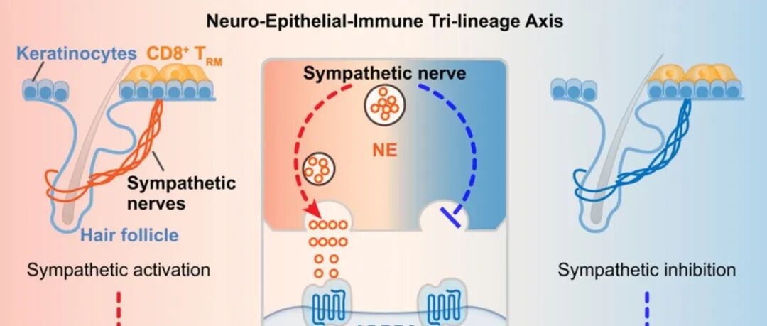 赞！2026年西湖大学首发Cell