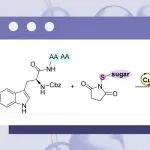 【Org. Lett.】中南民族大学吴滨/孙文武团队：铜催化色氨酸的C(sp\u00B2)\u2212H硫代糖基化：硫代糖肽的模块化构建