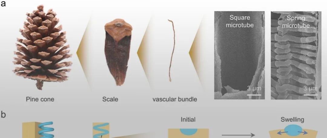 中科院理化所王树涛/张飞龙团队《Adv. Mater.》：在凝胶形状转变的调控研究方面取得新进展