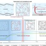 南科大杨灿辉团队 Sci. Adv.：网络-溶剂协同设计实现高弹性与强粘接的凝胶
