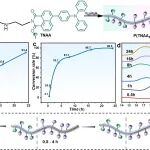 宁夏大学孙辉 Macromolecules：具有可控荧光特性的热响应发光纳米碗 - 柔性间隔基的影响
