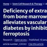 Stem Cell Res Ther｜南华大学附一院刘江华：敲除miR-32的骨髓间充质干细胞源性细胞外囊泡通过抑制内皮细胞铁死亡减轻2型糖尿病血管钙化