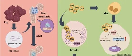 Pharmacol Res｜西南医院齐晓伟/西部战区总医院康夏/昆明医科大学陈策实团队：无花果来源的外泌体样纳米颗粒抑制乳腺癌骨转移