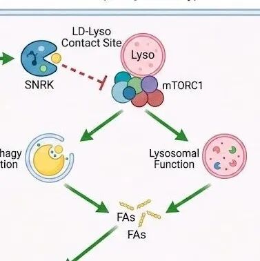 （2026国自然·三段式模板）SNRK通过调控mTORC1-脂自噬微区驱动肝细胞脂肪酸β氧化抑制代谢相关脂肪性肝炎（MASH）进展的机制研究