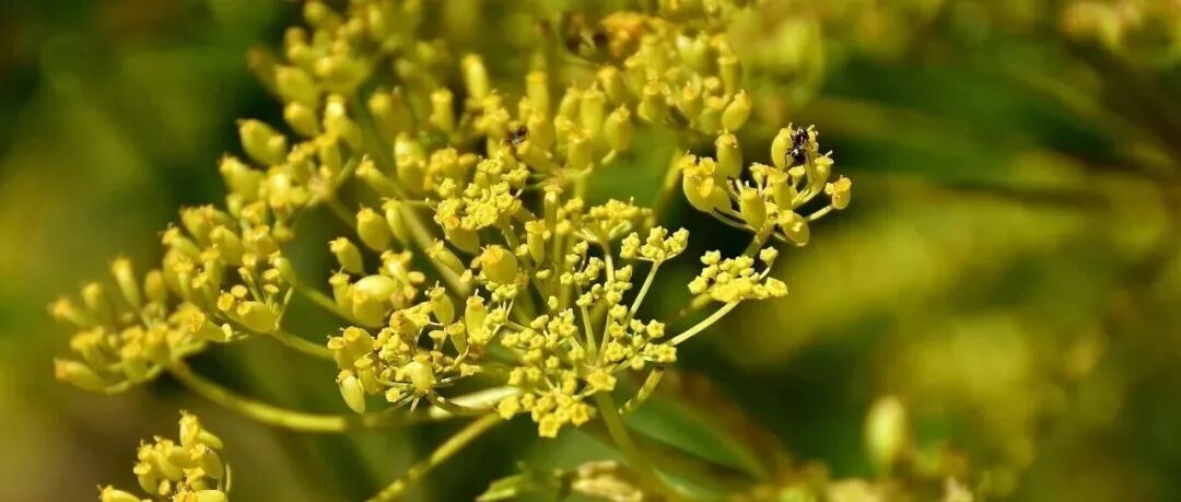 小物种基因组文章怎么发一区Top期刊？