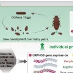华南师范大学，2026年首篇Science