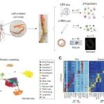 Science | 精准“狙击”动脉粥样硬化：靶向FAP，重塑血管稳态