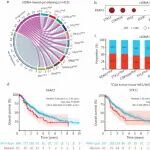 【IF 22.9】全球多队列验证：AI+基因组助力肺癌复发精准预测
