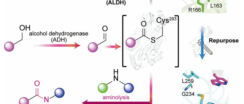 北京大学雷晓光团队昨日Nature，今日Science