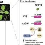 Science | 时间侵蚀了植物的“分子记忆”：衰老导致器官DNA甲基化程序性丢失