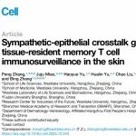 【前沿进展】Cell | 张兵/周挺课题组揭示交感神经调控皮肤驻留记忆T细胞免疫监视的新机制