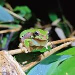 生物多样性｜安徽大学陈伟教授团队揭示大别山地区无尾两栖类多样性格局