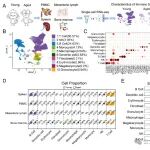 Advanced Science｜我刊编委顾问季维智团队揭示灵长类动物免疫衰老特征