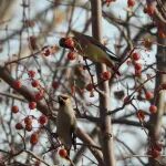 我刊编委杨军团队揭示城市果树与食果鸟相互作用格局与变化规律