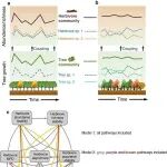Nature Communications | 我刊编委朱朝东团队发出警示：人工纯林或增加害虫爆发风险