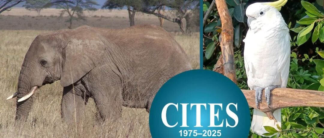 生物多样性 | CITES 50周年: 科学、政策与国际行动的融合专题