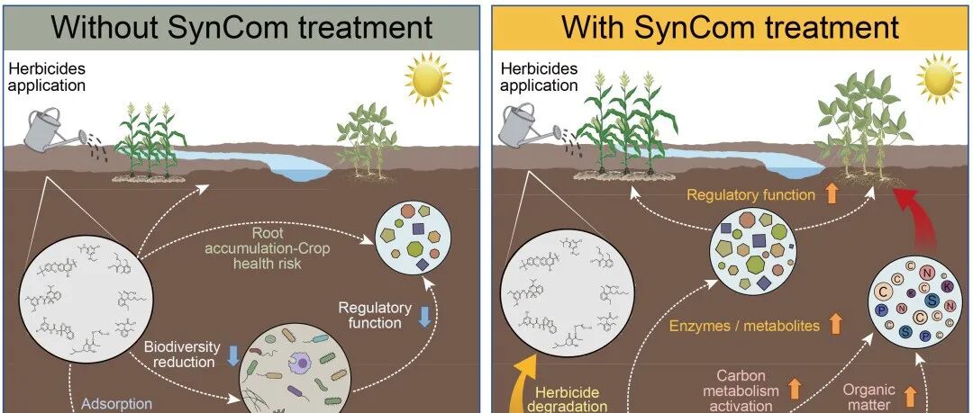 iMeta高引论文 | 中科院南土所褚海燕组-解析合成菌群在除草剂降解和碳代谢中的调控机制