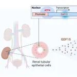 AJT | 兰州大学师朗团队联合朱杰夫教授团队揭示肾脏自我保护新机制肾小管源GDF15的发现为移植器官保护提供全新视角