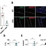 Science | 谁在主导衰老？“幸存”下来的肌肉干细胞可能是衰退“元凶”