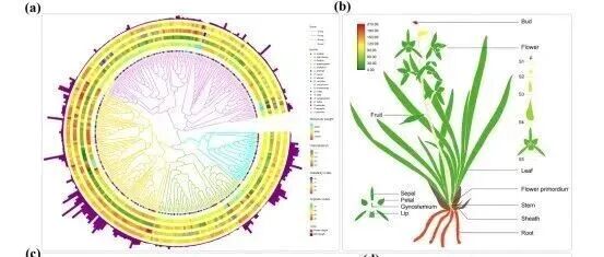 PBJ | 兰科植物多组学数据库OrchidMD正式上线，解锁我国传统兰花基因挖掘与分子育种新路径