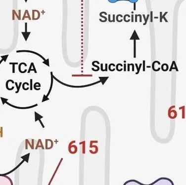 Cell Metab |  直击KRAS白血病“能量心脏”，复旦大学叶浩彬团队揭示靶向KRAS突变白血病细胞的新策略