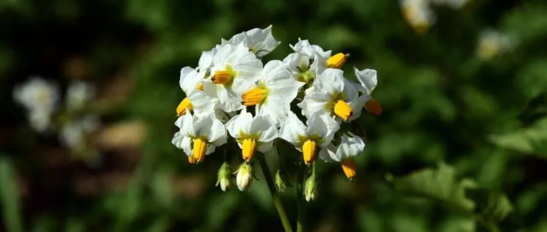 第一读者 | 古\u2022雅辛娜【俄罗斯】：播种土豆的日子