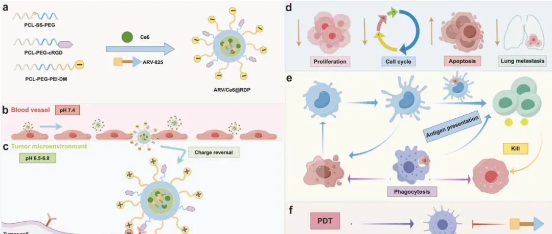 IF=53！四川大学高祥等合作取得新进展