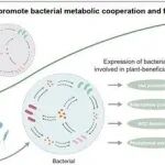 CellHost&Microbe | 沈其荣院士团队揭示土壤原生动物捕食驱动细菌代谢从竞争向合作转变