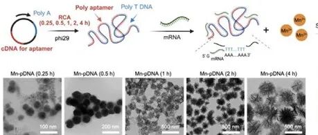 【Angew】锰配位多价适配体系统实现针对树突状细胞的mRNA/Mn\u00B2\u207A联合递送并用于癌症免疫治疗