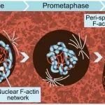 Science | 超越微管！肌动蛋白：早期胚胎染色体组织与纺锤体调控的“新星”