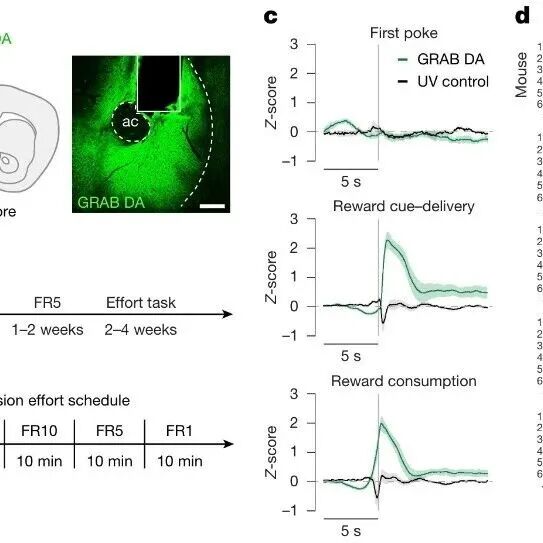 Nature | 汗水赋予价值：大脑如何利用乙酰胆碱“欺骗”我们爱上苦难？