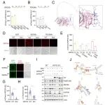 PNAS | 同济大学卢毅/常春美发现内质网膜受体参与核心自噬机制启动内质网吞噬