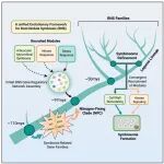 Cell子刊 | 植物如何与细菌共生？王二涛等团队合作破译根瘤共生演化密码