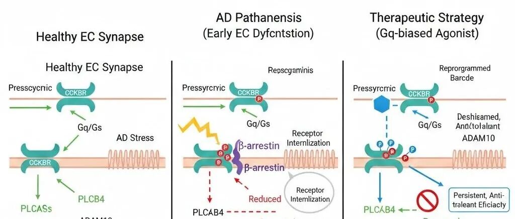 （2026国自然·三段式青年）CCKBR 磷酸化条形码驱动的信号偏向性失衡在阿尔茨海默病内嗅皮质突触可塑性衰退中的作用及其重编程干预机制