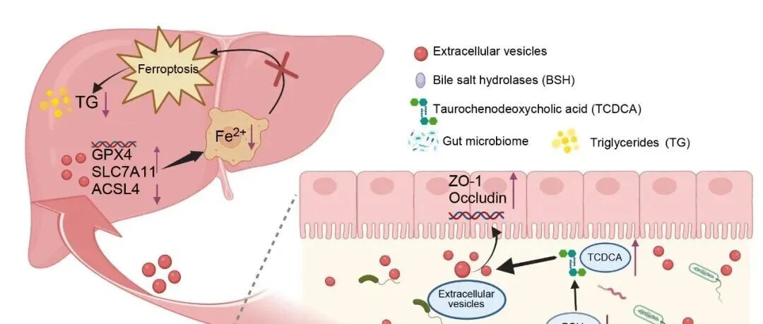 iMeta高引论文 | 周磊/李一星组-解析HLF在代谢相关脂肪性肝病中的作用