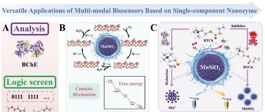 Anal. Chem. |基于单组分纳米酶的灵活浓度适用型多模态生物传感器用于BChE的精准分析和级联逻辑电路编程的抑制剂筛选