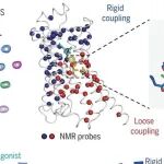 Science | 经过二十年的努力，吴冯杰等人终于找到监测细胞受体运动的方法