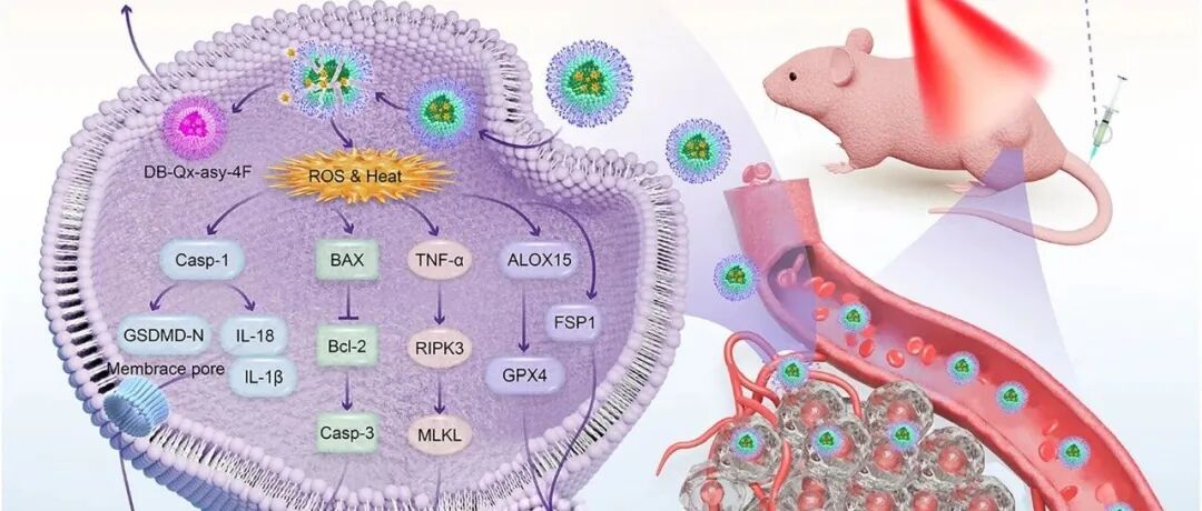 【ACS Nano】通过策略性调控铁死亡与泛凋亡实现的一种“多面手”肿瘤光诊疗系统