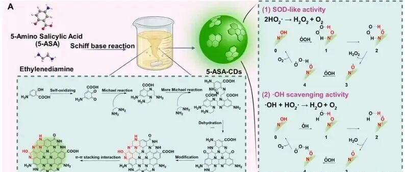 西安交通大学科研团队开发药源碳点纳米酶，为溃疡性结肠炎治疗提供新策略