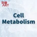 Cell Metab |\u00A0阻断乙酰辅酶A供给可重塑肝星状细胞激活与脂肪性肝炎进展