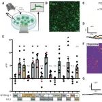 3篇《Science》齐发，星形胶质细胞的关键作用