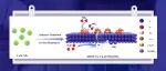 【Chem. Sci.】兰州大学李华/汪宝堆：原子尺度氧化还原电位介导的零维/二维Cu–Cuu2082O/MOu2093(OH)u1D67异质结实现高效硝酸盐电还原为氨