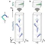 上海科技大学张石磊课题组：手性磁子学 | Nature Physics