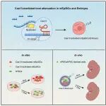 Dev Cell | 从“强攻”到“智取”，吴军/黄佳利用Cas13减缓宿主增殖缓解异种嵌合障碍