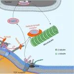 Bone Res | 四川大学谢静/刘肖珩等合作发现细胞“感知”硬度的“微管天线”，响应微环境硬度变化
