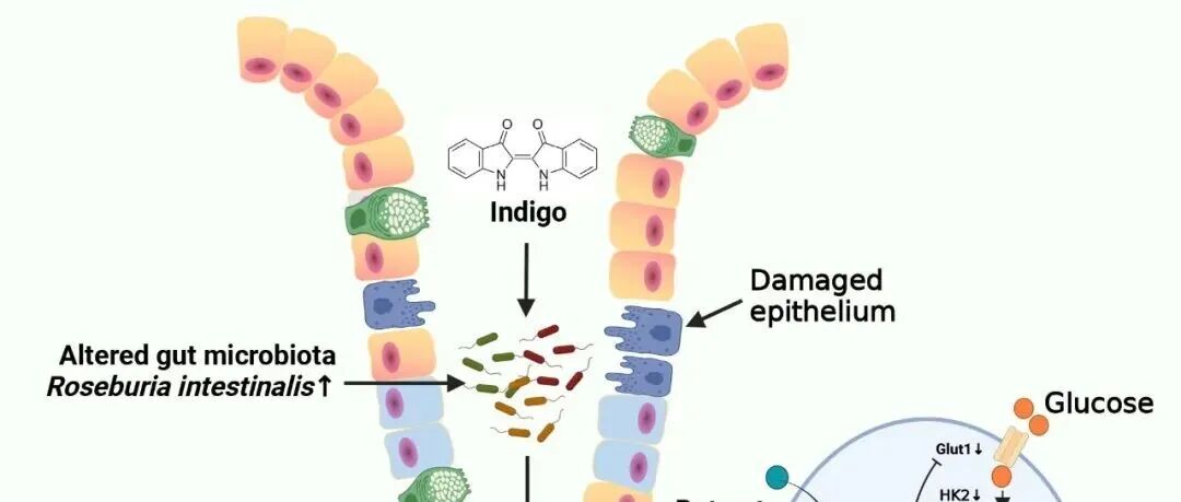 iMeta高引论文 | 北京中医药大学东方医院李军祥/毛堂友组-揭示靛蓝治疗溃疡性结肠炎的分子机制