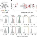 《Nature》揭示EBV持续感染核心机制：抗原加工可变性由免疫基因异质性驱动，B细胞与抗原呈递细胞是关键