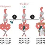 中国科学技术大学张凯团队合作最新Nature子刊