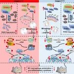 Adv Sci | 山东大学齐鲁医院联合安徽医科大学第二附属医院发现巨噬细胞TRIM21是急性胰腺炎的潜在治疗新策略