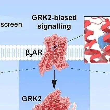 Cell | 司美格鲁肽们迎来强大对手，全新减肥机制，降糖、减脂，不掉肌肉，已完成1期临床试验